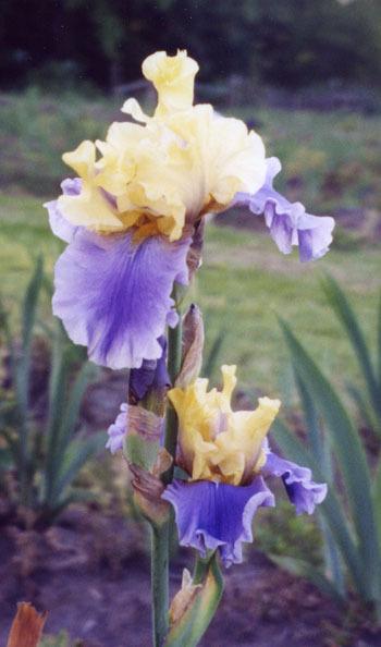Photo of Tall Bearded Iris (Iris 'Edith Wolford') uploaded by Calif_Sue