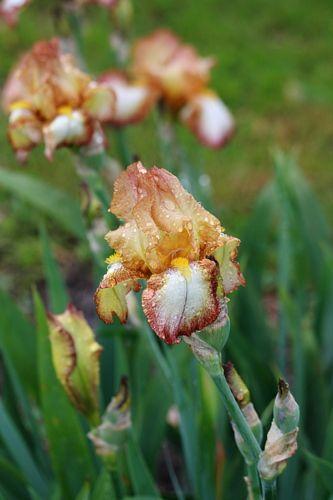 Photo of Tall Bearded Iris (Iris 'Belvi Queen') uploaded by Calif_Sue