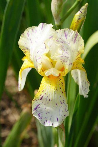 Photo of Border Bearded Iris (Iris 'Minnesota Mixed-Up Kid') uploaded by Calif_Sue