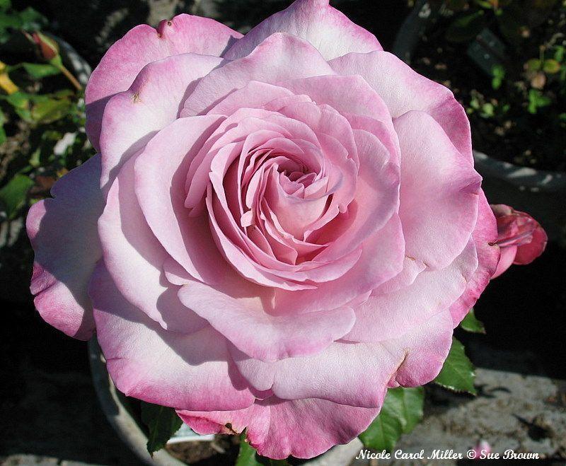 Photo of Rose (Rosa 'Nicole Carol Miller') uploaded by Calif_Sue