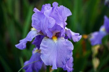 Photo of Tall Bearded Iris (Iris 'Babbling Brook') uploaded by Calif_Sue