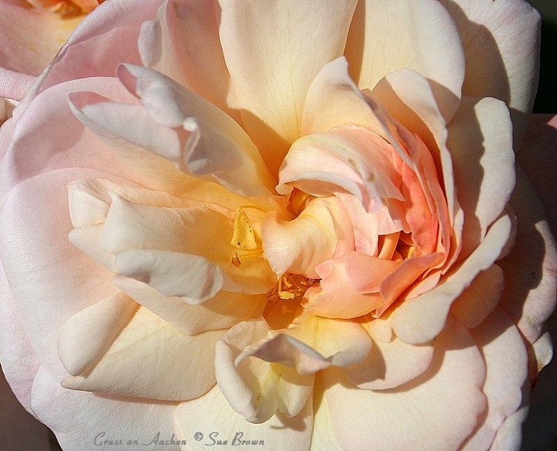 Photo of Rose (Rosa 'Gruss an Aachen') uploaded by Calif_Sue