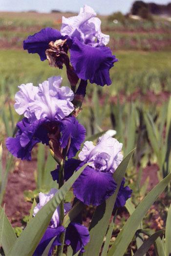 Photo of Tall Bearded Iris (Iris 'Best Bet') uploaded by Calif_Sue