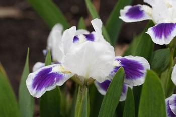 Photo of Miniature Dwarf Bearded Iris (Iris 'Doozey') uploaded by Calif_Sue