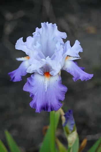Photo of Tall Bearded Iris (Iris 'Stars and Stripes') uploaded by Calif_Sue