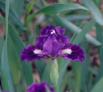 Photo of Miniature Dwarf Bearded Iris (Iris 'Wise') uploaded by Calif_Sue
