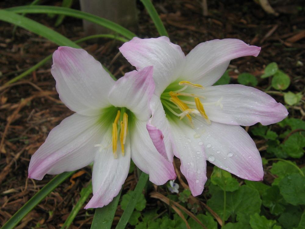 Photo of Argentine Rain Lily (Zephyranthes robusta) uploaded by GoneTropical