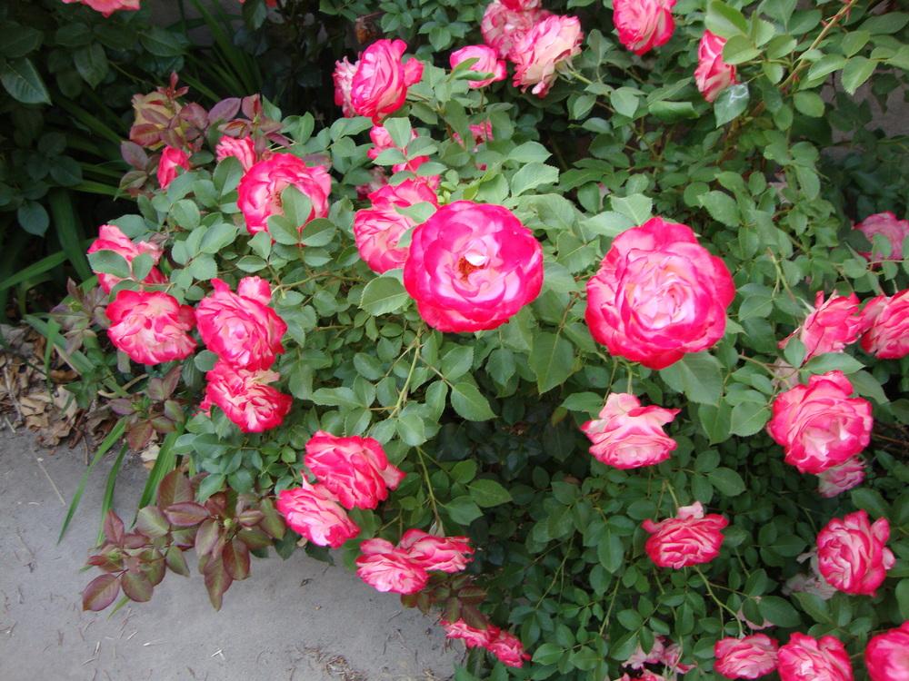 Photo of Rose (Rosa 'Cherry Parfait') uploaded by Paul2032