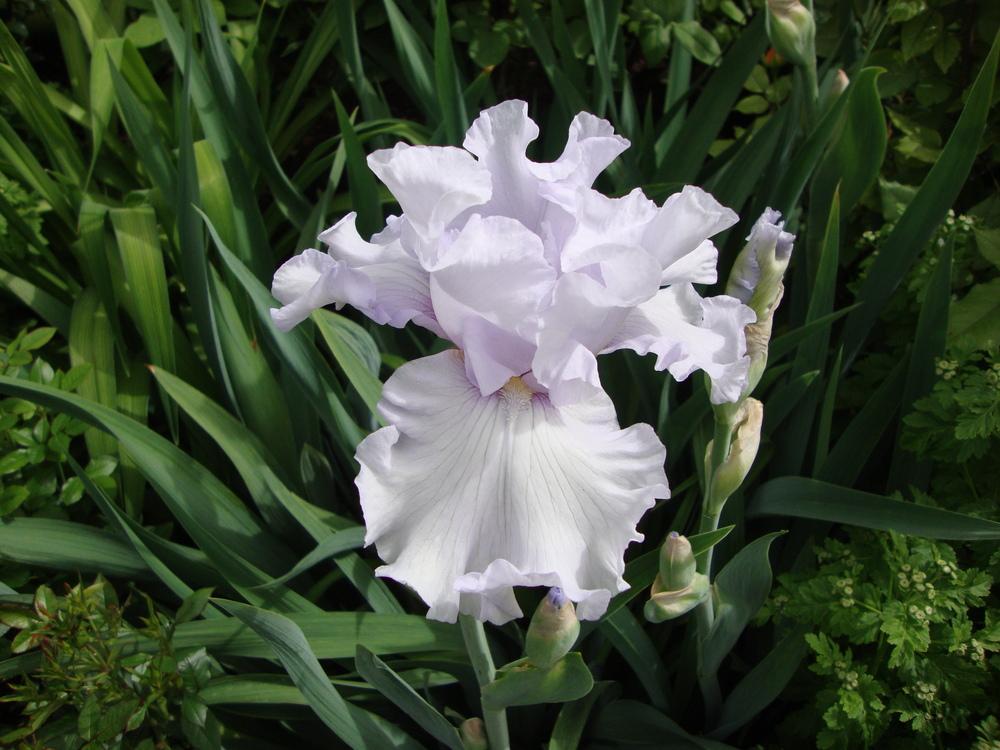 Photo of Tall Bearded Iris (Iris 'Silverado') uploaded by Paul2032