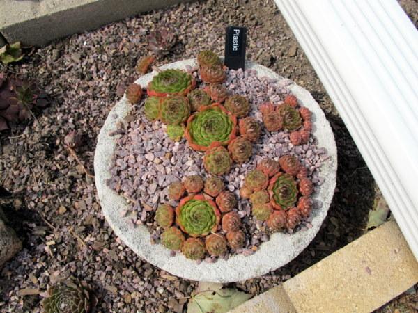 Photo of Hen and Chicks (Sempervivum 'Plastic') uploaded by goldfinch4