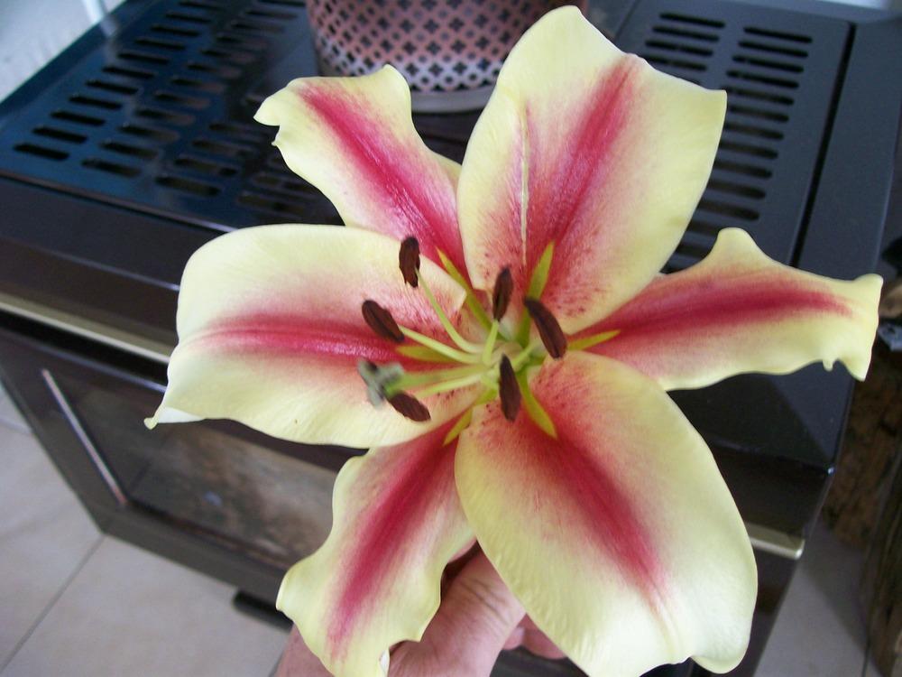 Photo of Lily (Lilium 'Lavon') uploaded by gwhizz