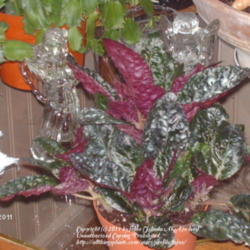 Location: Thomson,Ga.
Date: 2011-12-19
purple waffle plant