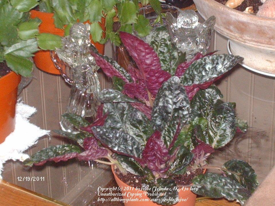 Photo of Purple Waffle Plant (Hemigraphis 'Exotica') uploaded by jojoe