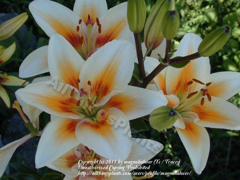 Photo of Lily (Lilium 'Tinos') uploaded by magnolialover