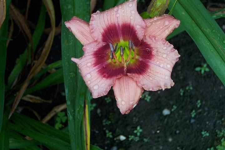 Photo of Daylily (Hemerocallis 'Made to Order') uploaded by vic