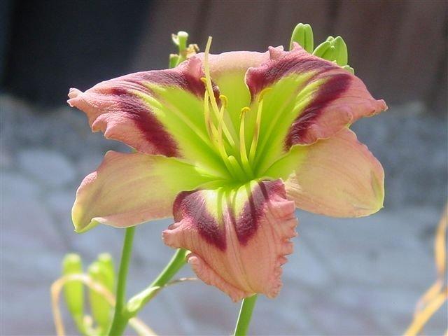Photo of Daylily (Hemerocallis 'Malachite Prism') uploaded by vic