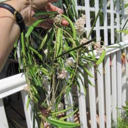 Location: Orlando Florida
Date: 2011-05-25
Hoya longifolia