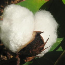 Location: Orlando Florida
Date: 2008-08-02
Mexican Cotton