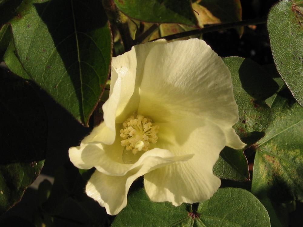 Photo of Upland Cotton (Gossypium hirsutum) uploaded by GoneTropical