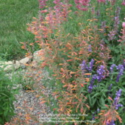Location: My garden in Kentucky
Date: 2007-07-28