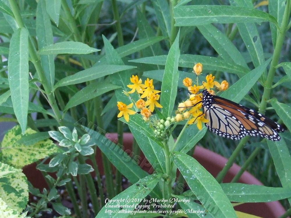 Photo of Tropical Milkweed (Asclepias curassavica 'Silky Gold') uploaded by Marilyn