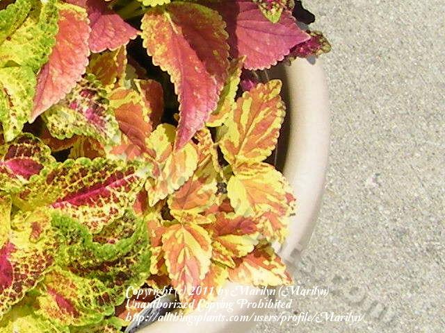 Photo of Coleus (Coleus scutellarioides 'Freckles') uploaded by Marilyn