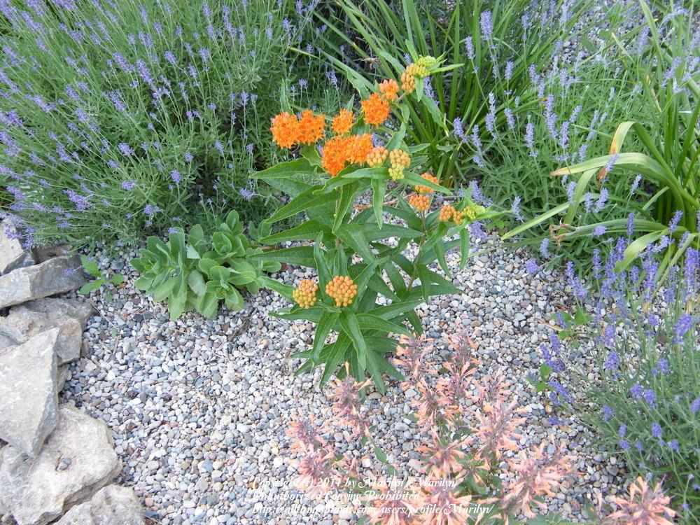 Photo of Butterfly Milkweed (Asclepias tuberosa) uploaded by Marilyn