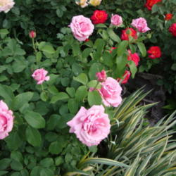 Location: In my garden, Pleasant Grove, Utah
Date: 2009-06-05
A lovely fragrant garen rose