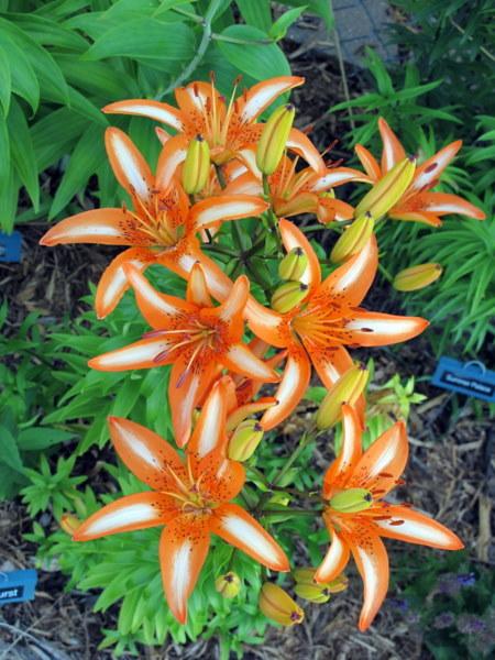 Photo of Lily (Lilium 'Starburst') uploaded by goldfinch4