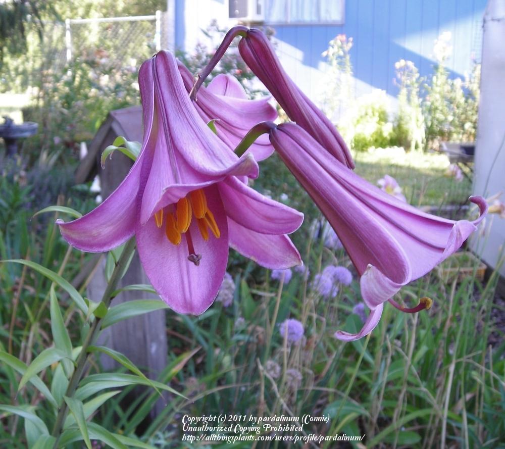 Photo of Lily (Lilium Summer Palace Group) uploaded by pardalinum