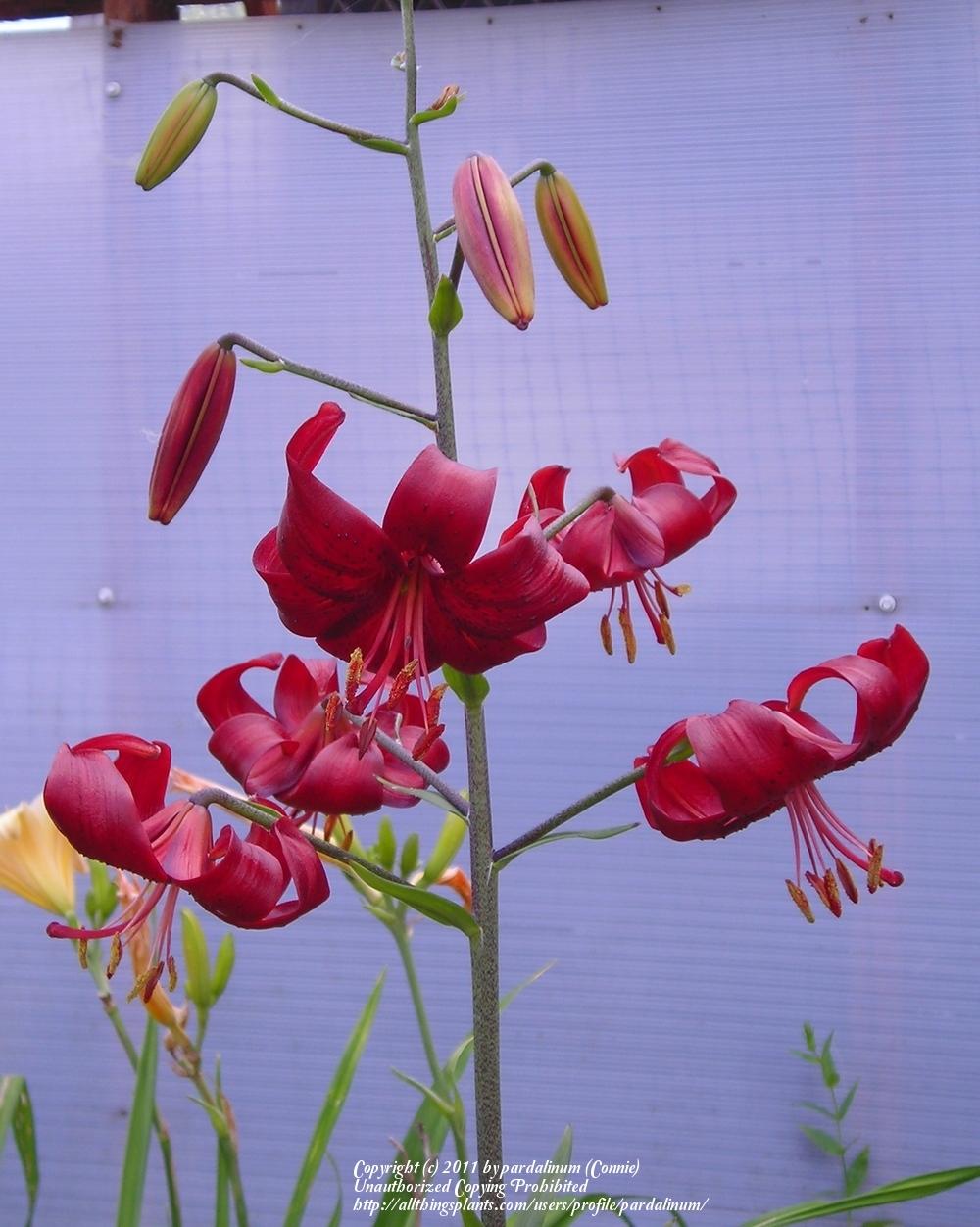 Photo of Lily (Lilium 'Red Velvet') uploaded by pardalinum