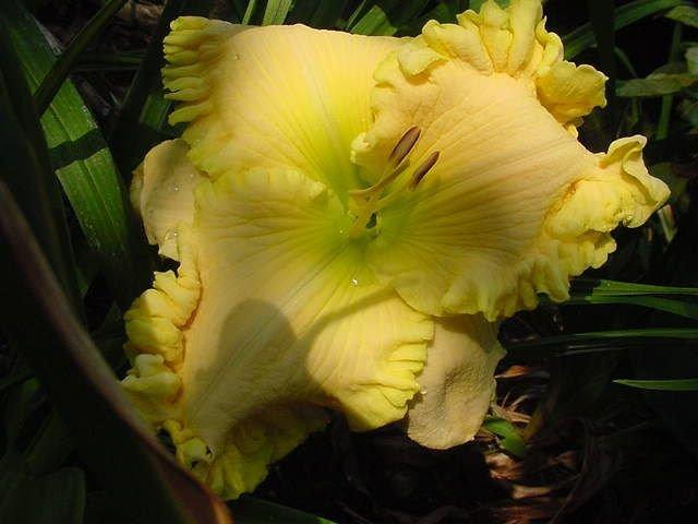 Photo of Daylily (Hemerocallis 'Moment in the Sun') uploaded by vic