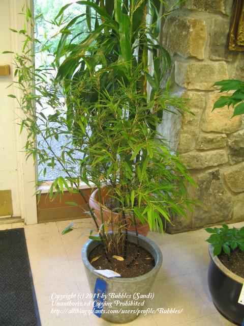 Photo of Black Bamboo (Phyllostachys nigra) uploaded by Bubbles