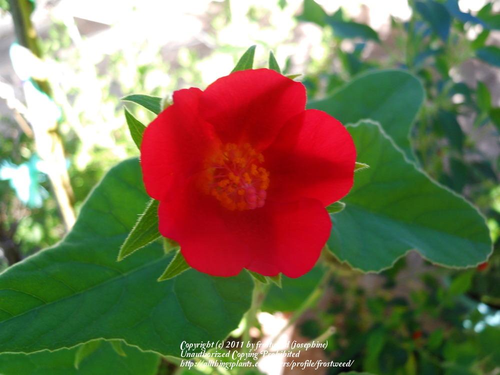 Photo of Heartleaf Hibiscus (Hibiscus martianus) uploaded by frostweed