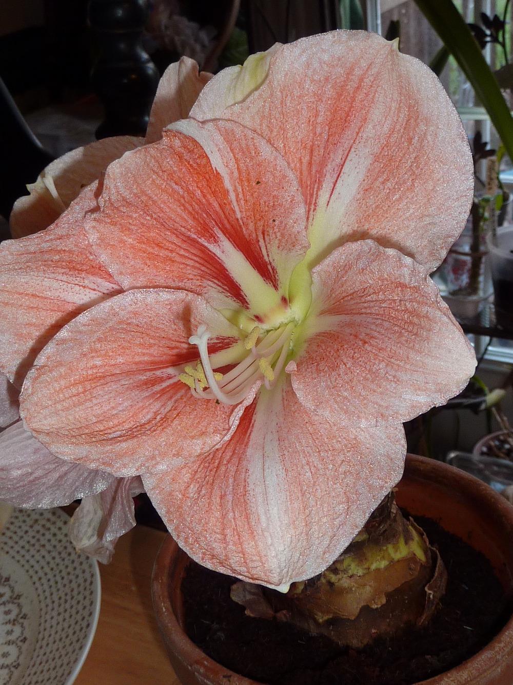 Photo of Amaryllis (Hippeastrum 'Apple Blossom') uploaded by sandnsea2