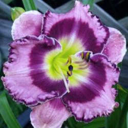 Location: Fort Worth TX
Date: 2010-05-29
Daylily \"Midnight Amulet\"