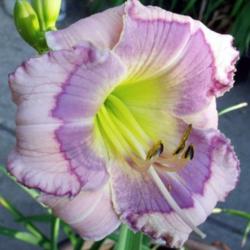 Location: Fort Worth TX
Date: 2010-06-04
Daylily \"Blue Beat\"