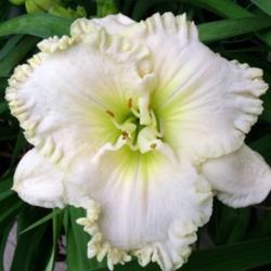 Location: Fort Worth TX
Date: 2010-05-23
Daylily \"Snow Crystal\"
