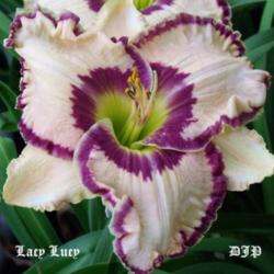 Location: Fort Worth TX
Date: 2010-06-01
Daylily \"Lacy Lucy\"