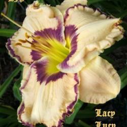 Location: Fort Worth TX
Date: 2009-06-15
Daylily \"Lacy Lucy\"