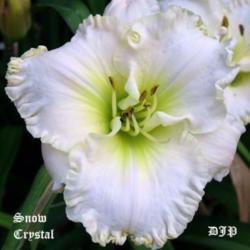 Location: Fort Worth Tx
Date: 2010-05-26
Daylily \"Snow Crystal\"