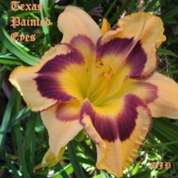 Location: Fort Worth TX
Date: 2009-06-18
Daylily \"Texas Painted Eyes\"
