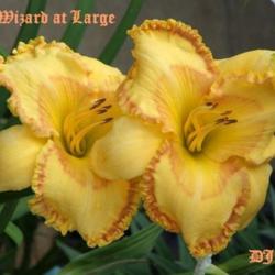 Location: Fort Worth TX
Date: 2009-06-12
Daylily \"Wizard at Large\"