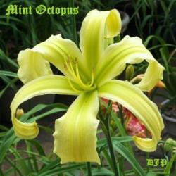 Location: Fort Worth TX
Date: 2009-06-03
Daylily \"Mint Octopus\"