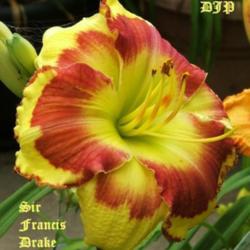 Location: Fort Worth TX
Date: 2009-06-20
Daylily \"Sir Francis Drake\"