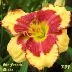 Location: Fort Worth TX
Date: 2009-05-27
Daylily \"Sir Francis Drake\"