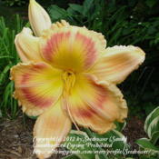 One of first and still favorite daylilies, tall and in your face!