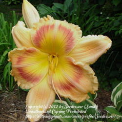 
One of first and still favorite daylilies, tall and in your face!