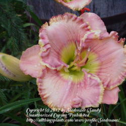 
One of my favorite daylilies!