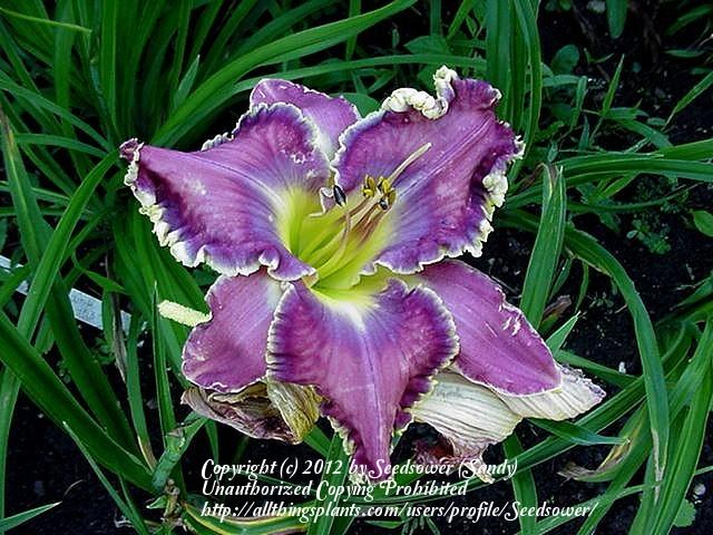 Photo of Daylily (Hemerocallis 'All About You') uploaded by Seedsower